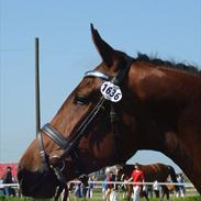 Dansk Varmblod Celine