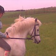 Anden særlig race aslan