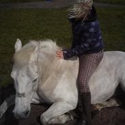 Anden særlig race aslan