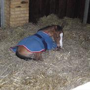 Dansk Varmblod Zymfoni J