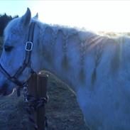 Anden særlig race Moonlight