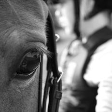 Anden særlig race Nelly (Shanel)