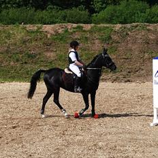 Hollandsk Sportspony Marquerita(SOLGT)