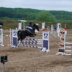 Hollandsk Sportspony Marquerita(SOLGT)