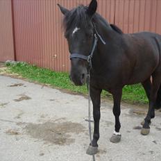 Anden særlig race Jeko Mini--Elsker dig!!