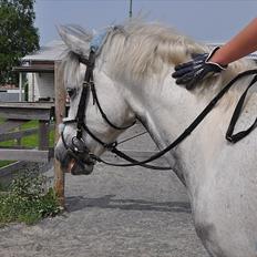 Hollandsk Sportspony Paco