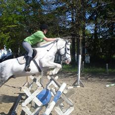 Hollandsk Sportspony Paco