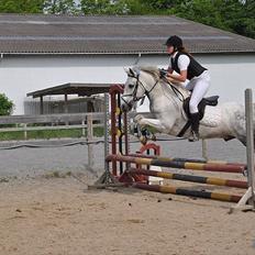 Hollandsk Sportspony Paco