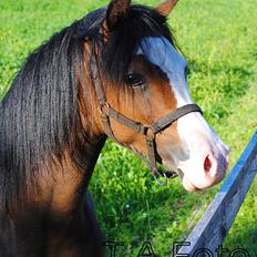 Welsh Pony (sec B) Korreborgs Bobbi *solgt*