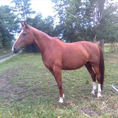 Anden særlig race Ghandi