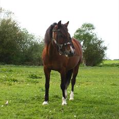Welsh Partbred (Sec F) Cookie