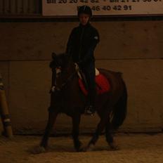 Welsh Partbred (Sec F) Cookie