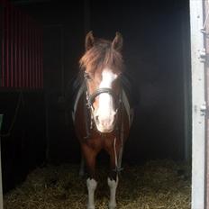 Anden særlig race Mikado