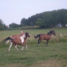 Anden særlig race Mikado
