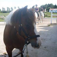 Anden særlig race Mikado