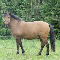 Anden særlig race Lukas Bathalomæus