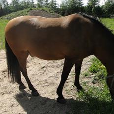 Anden særlig race Lukas Bathalomæus