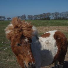 Shetlænder Tinghøjgårds Sif  †