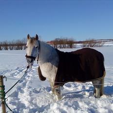 Connemara Moon Leight