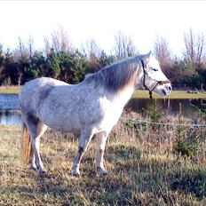 Connemara Moon Leight