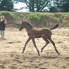 Dansk Varmblod Miss Amara 