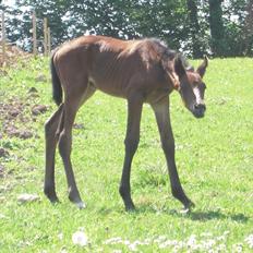 Dansk Varmblod Miss Amara 