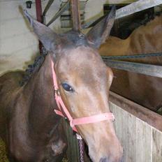 Dansk Varmblod Miss Amara 