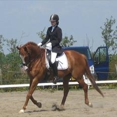 Fuldblod (XX) Clarity XX