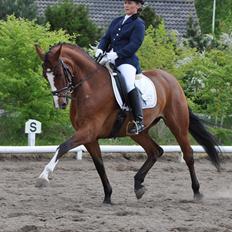 Dansk Varmblod Akina-Lorani Holst