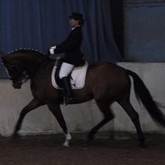 Dansk Varmblod Akina-Lorani Holst