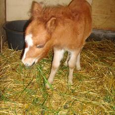 Anden særlig race Lille Terkel *Solgt* (R.I.P)