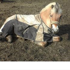 Fjordhest Højgaards Diamant