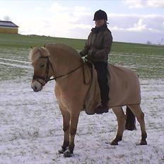 Fjordhest Højgaards Diamant
