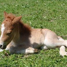 Miniature l »Comtessa«