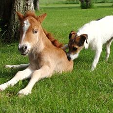 Miniature l »Comtessa«