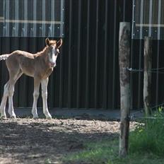 Schwarzwälder Koldblod Romeo af lilleskov