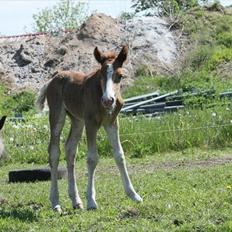 Schwarzwälder Koldblod Romeo af lilleskov