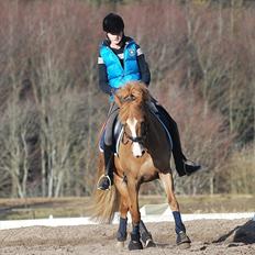 Anden særlig race Casjo