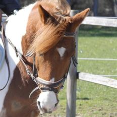 Pinto Lerke-lill SOLGT