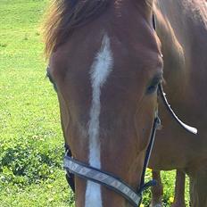 Traver Nete (Solgt) R.I.P :(