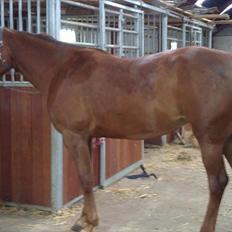 Traver Nete (Solgt) R.I.P :(