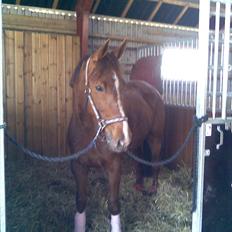 Traver Nete (Solgt) R.I.P :(