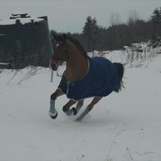 Appaloosa Andree DRØMMEPONYEN!<3 SOLGT