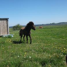 Islænder Draupnir fra Lykkegård *udlånt*