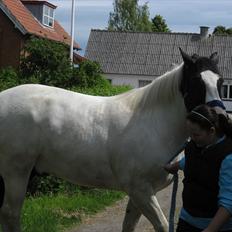 Anden særlig race Chicaro's Millenium SOLGT