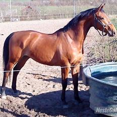 Dansk Varmblod Christianelunds Hector 