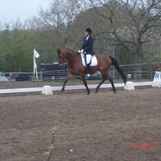 Dansk Varmblod Christianelunds Hector 