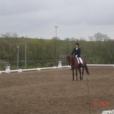 Dansk Varmblod Christianelunds Hector 