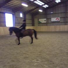 New Forest ROLØKKE TROUBADOUR