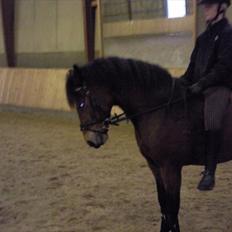 New Forest ROLØKKE TROUBADOUR